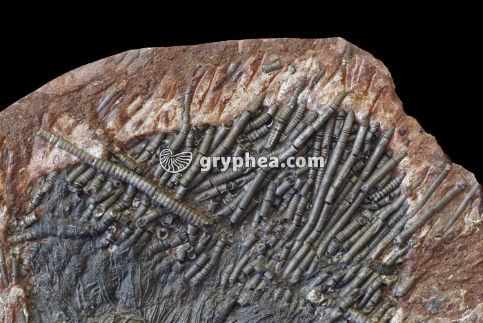 Entroques constitutifs des pédoncules de Crinoïdes (Scyphocrinus elegans) - gryphea.com